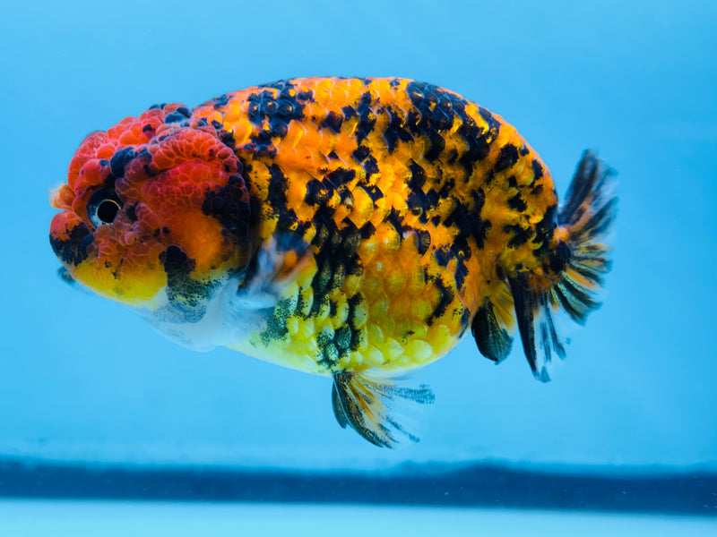 Thai Red Tiger Calico Ranchu 3.50 inch Female (KP-227)R2C07