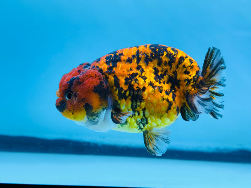 Thai Red Tiger Calico Ranchu 3.50 inch Female (KP-227)R2C07