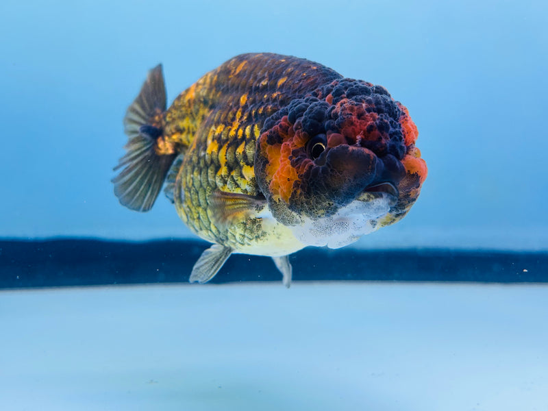 Thai Calico Ranchu 3.00 inch Female (KP-228)R2C07