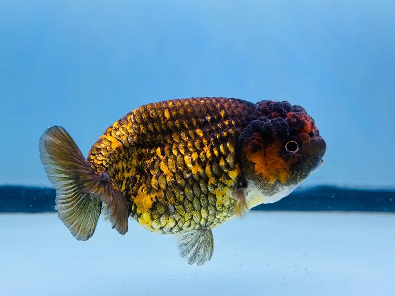 Thai Calico Ranchu 3.00 inch Female (KP-228)R2C07