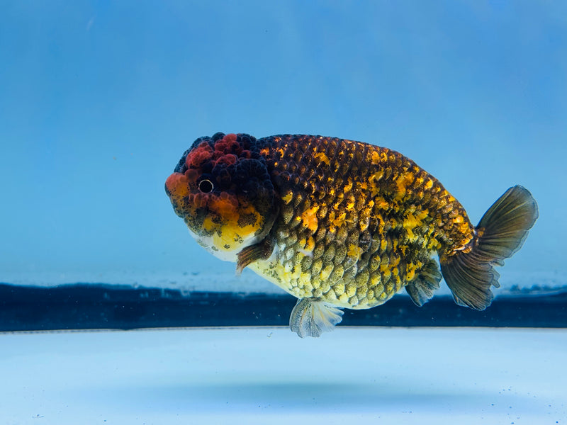 Thai Calico Ranchu 3.00 inch Female (KP-228)R2C07