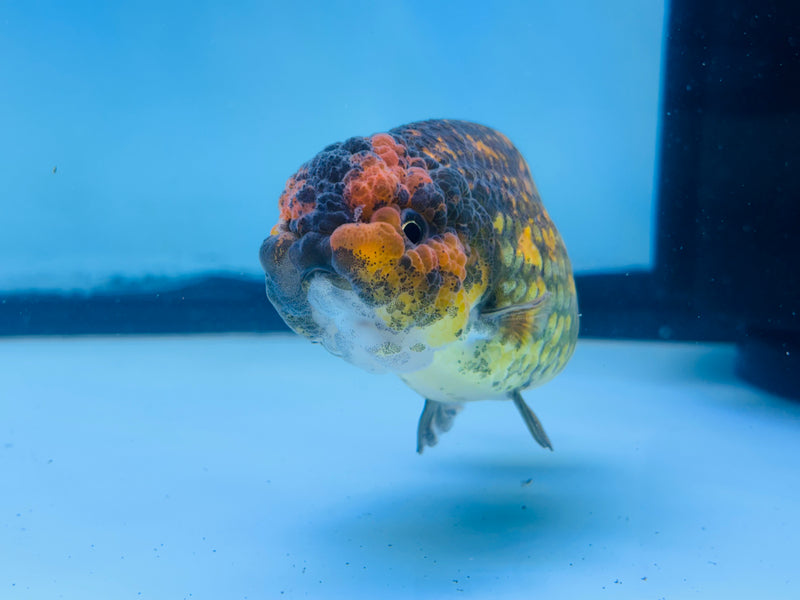 Thai Calico Ranchu 3.00 inch Female (KP-228)R2C07