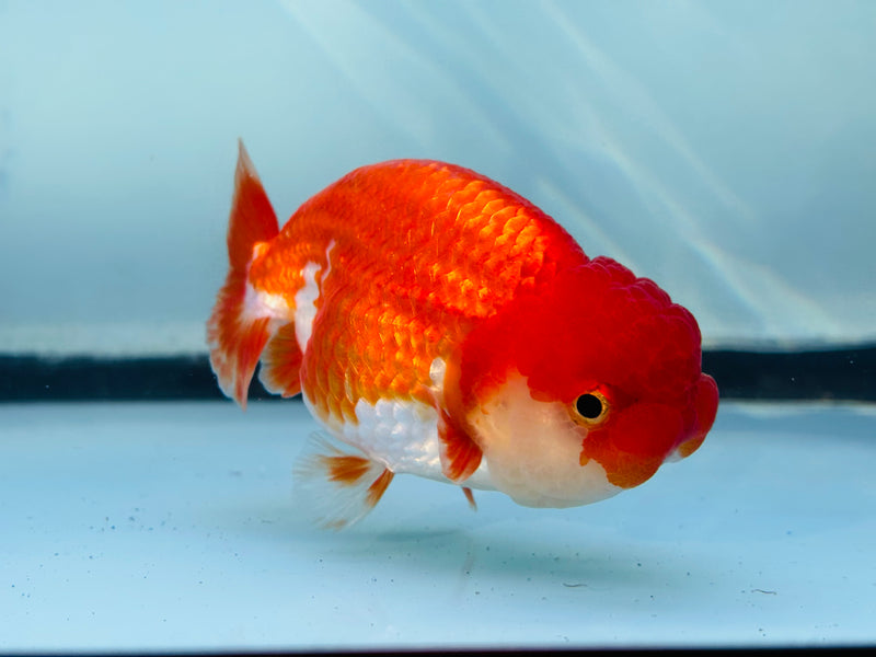 Thai Red/White Ranchu 3.00 inch Female (KP-230)R2C07