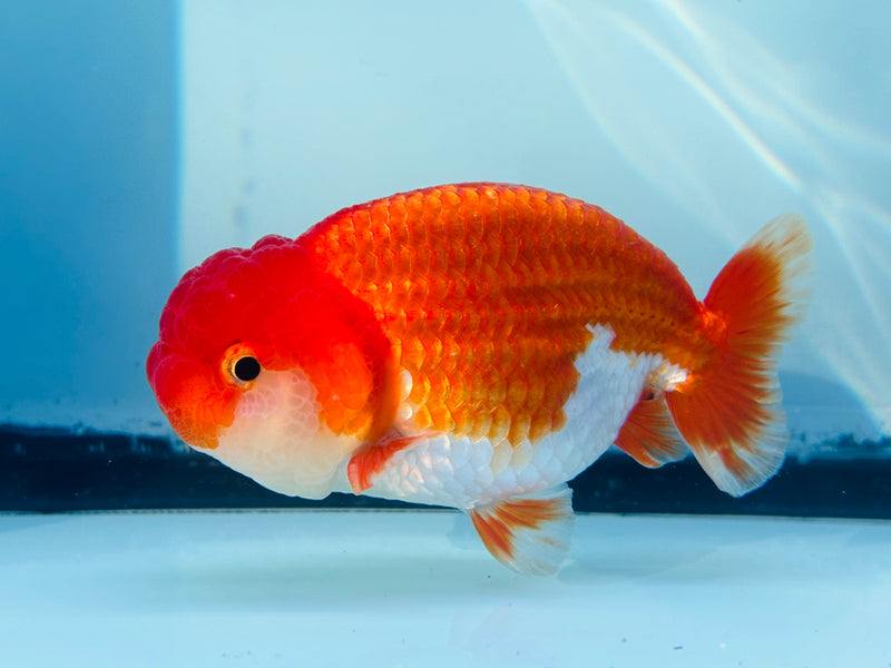 Thai Red/White Ranchu 3.00 inch Female (KP-230)R2C07