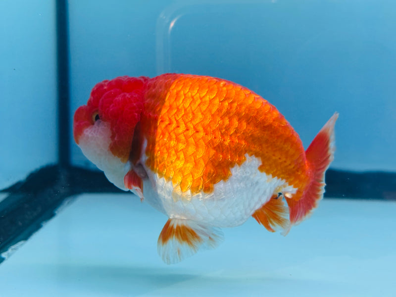 Thai Red/White Ranchu 3.00 inch Female (KP-230)R2C07