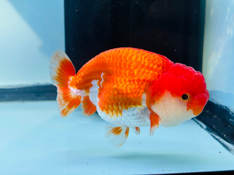 Thai Red/White Ranchu 3.00 inch Female (KP-230)R2C07