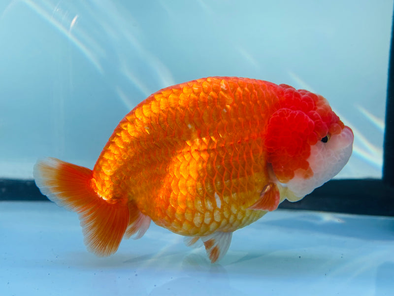 Thai Red/White Ranchu 3.50 inch Male (KP-231)R2C07