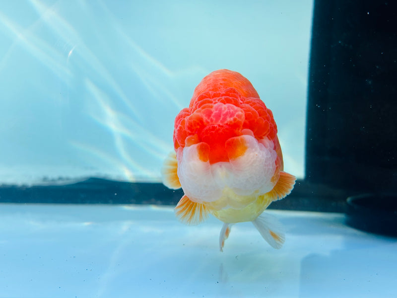 Thai Red/White Ranchu 3.50 inch Male (KP-231)R2C07