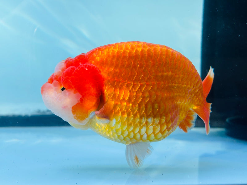 Thai Red/White Ranchu 3.50 inch Male (KP-231)R2C07