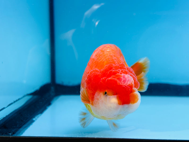 Thai Red/White Ranchu 3.50 inch Male (KP-231)R2C07