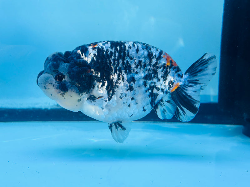 Thai  Tri Color Platinum Ranchu 3.50 inch Male (KP-232)R2C07
