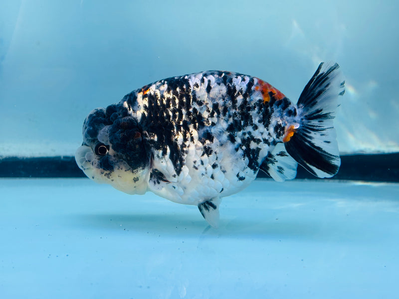 Thai  Tri Color Platinum Ranchu 3.50 inch Male (KP-232)R2C07