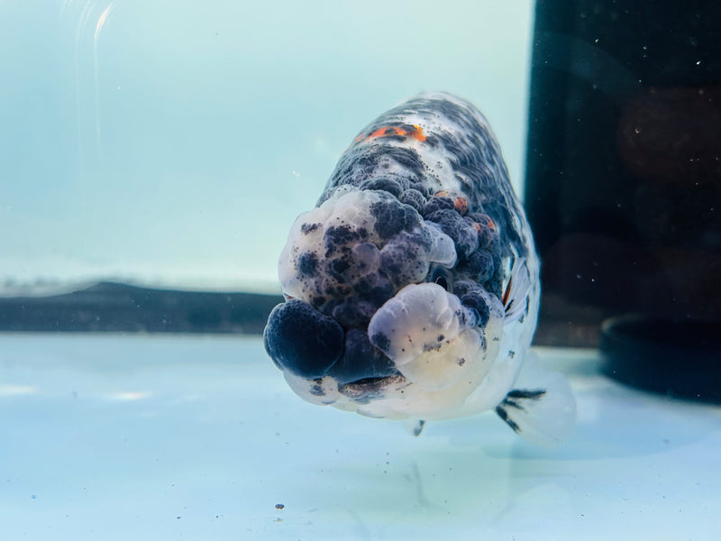 Thai  Tri Color Platinum Ranchu 3.50 inch Male (KP-232)R2C07