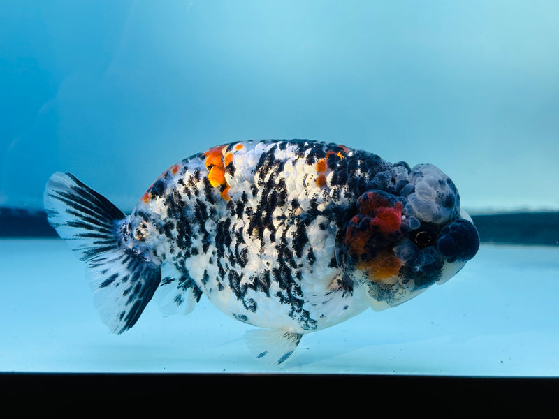 Thai  Tri Color Platinum Ranchu 3.50 inch Male (KP-232)R2C07