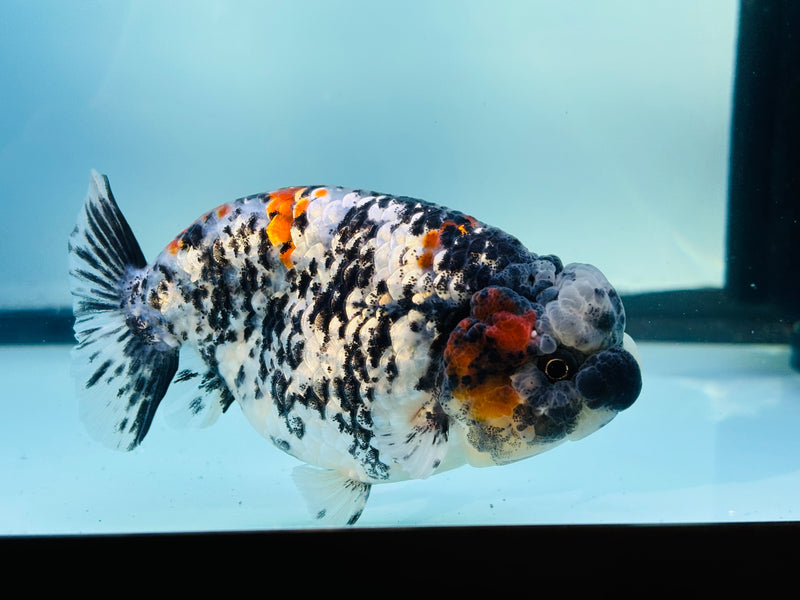 Thai  Tri Color Platinum Ranchu 3.50 inch Male (KP-232)R2C07