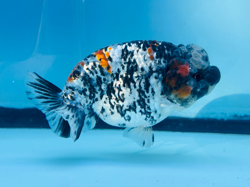 Thai  Tri Color Platinum Ranchu 3.50 inch Male (KP-232)R2C07