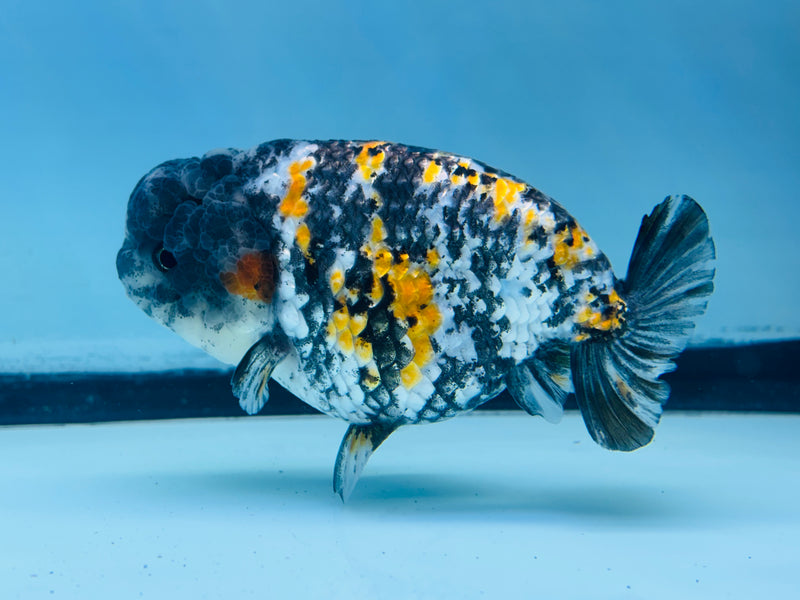 Thai Tri Color Platinum Ranchu 3.50 inch Male (KP-233)R2C07