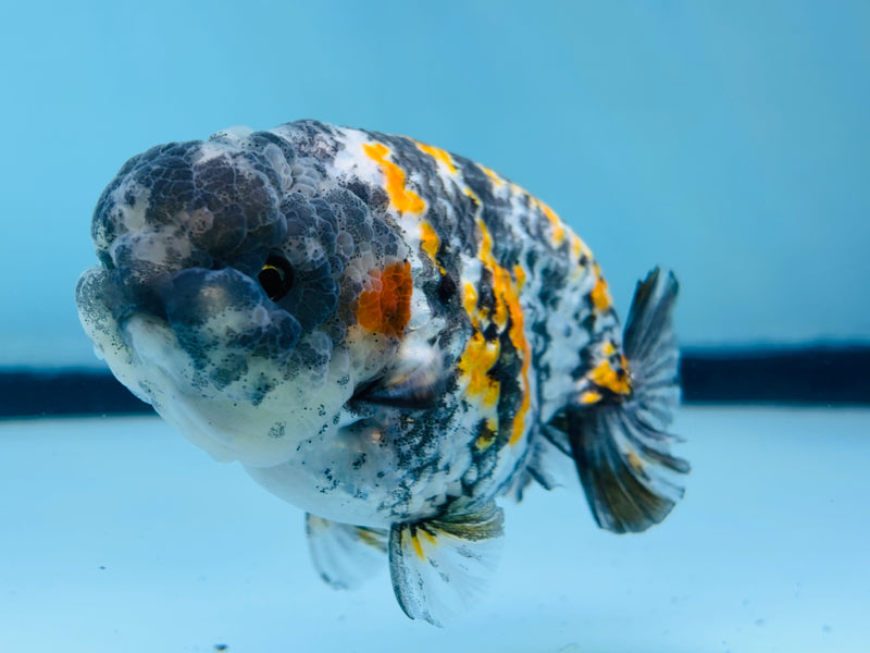 Thai Tri Color Platinum Ranchu 3.50 inch Male (KP-233)R2C07