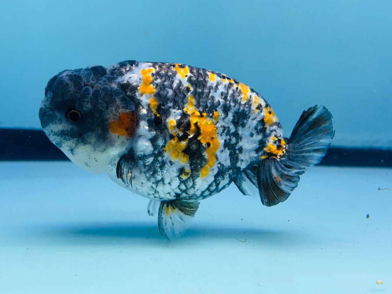 Thai Tri Color Platinum Ranchu 3.50 inch Male (KP-233)R2C07