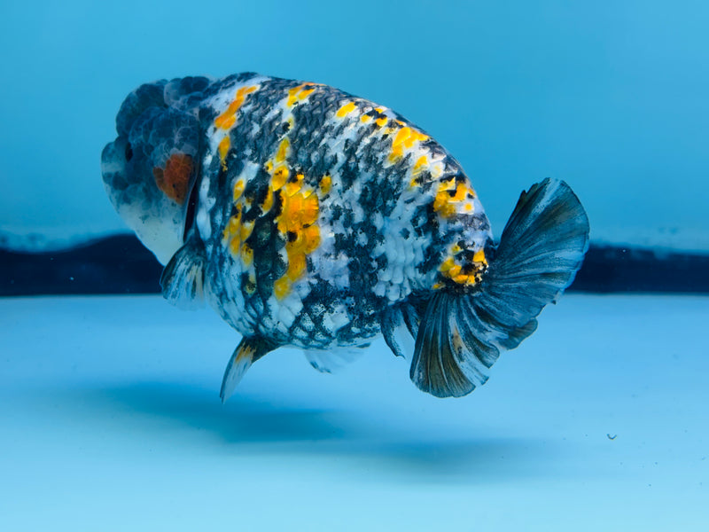 Thai Tri Color Platinum Ranchu 3.50 inch Male (KP-233)R2C07