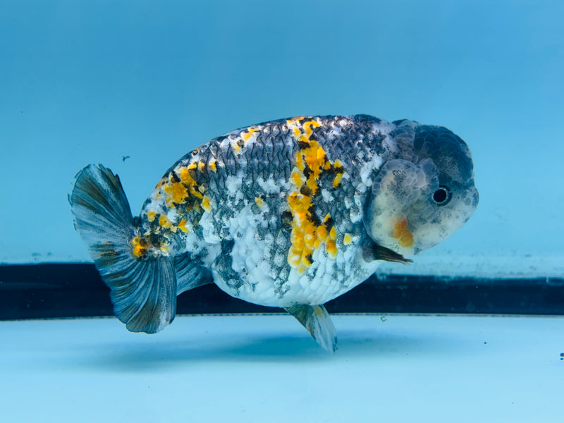 Thai Tri Color Platinum Ranchu 3.50 inch Male (KP-233)R2C07