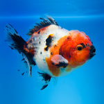 A Quality SHOGUN Godzilla Calico Thai Oranda 2.5'' SELLERS CHOICE (CGF)