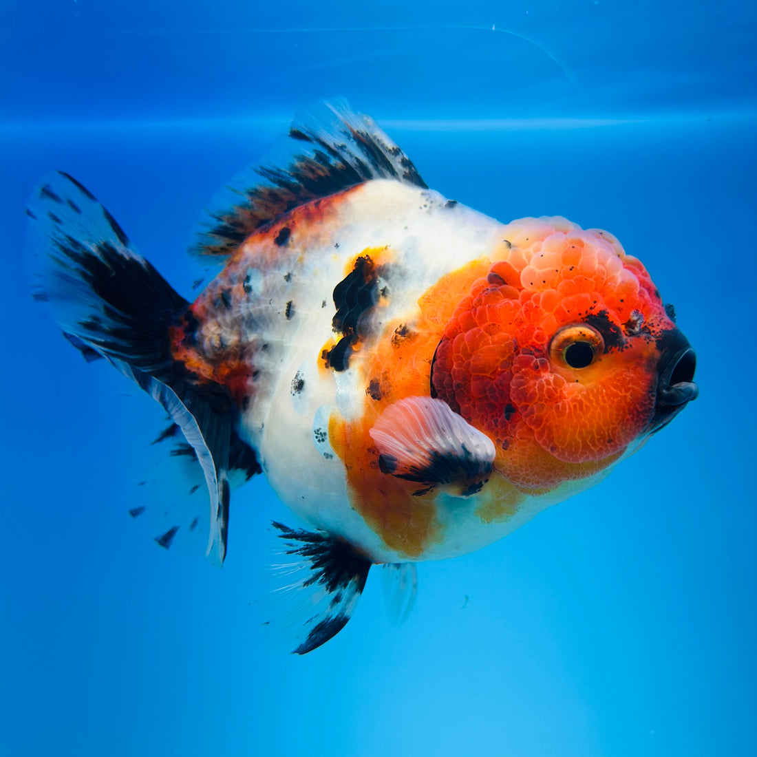 A Quality SHOGUN Godzilla Calico Thai Oranda 2.5'' SELLERS CHOICE (CGF)