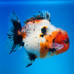 A Quality SHOGUN Godzilla Calico Thai Oranda 2.5'' SELLERS CHOICE (CGF)