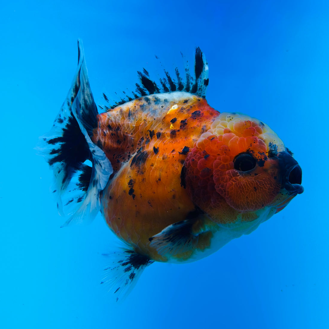 A Quality SHOGUN Godzilla Calico Thai Oranda 2.5'' SELLERS CHOICE (CGF)