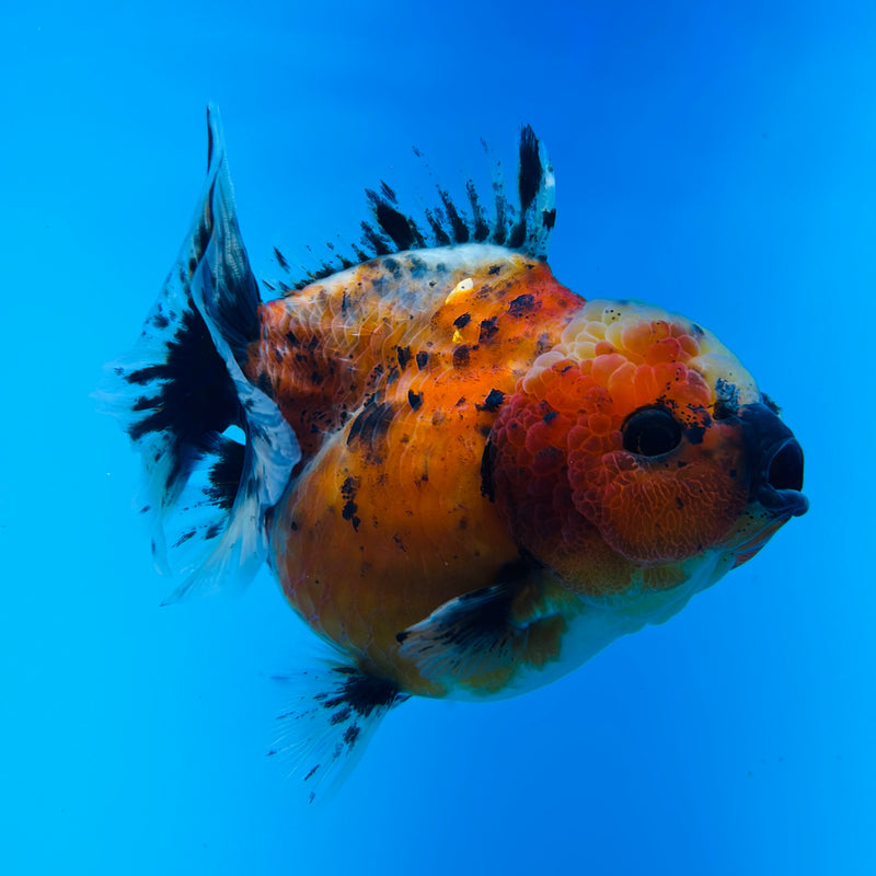 A Quality SHOGUN Godzilla Calico Thai Oranda 2.5'' SELLERS CHOICE (CGF)