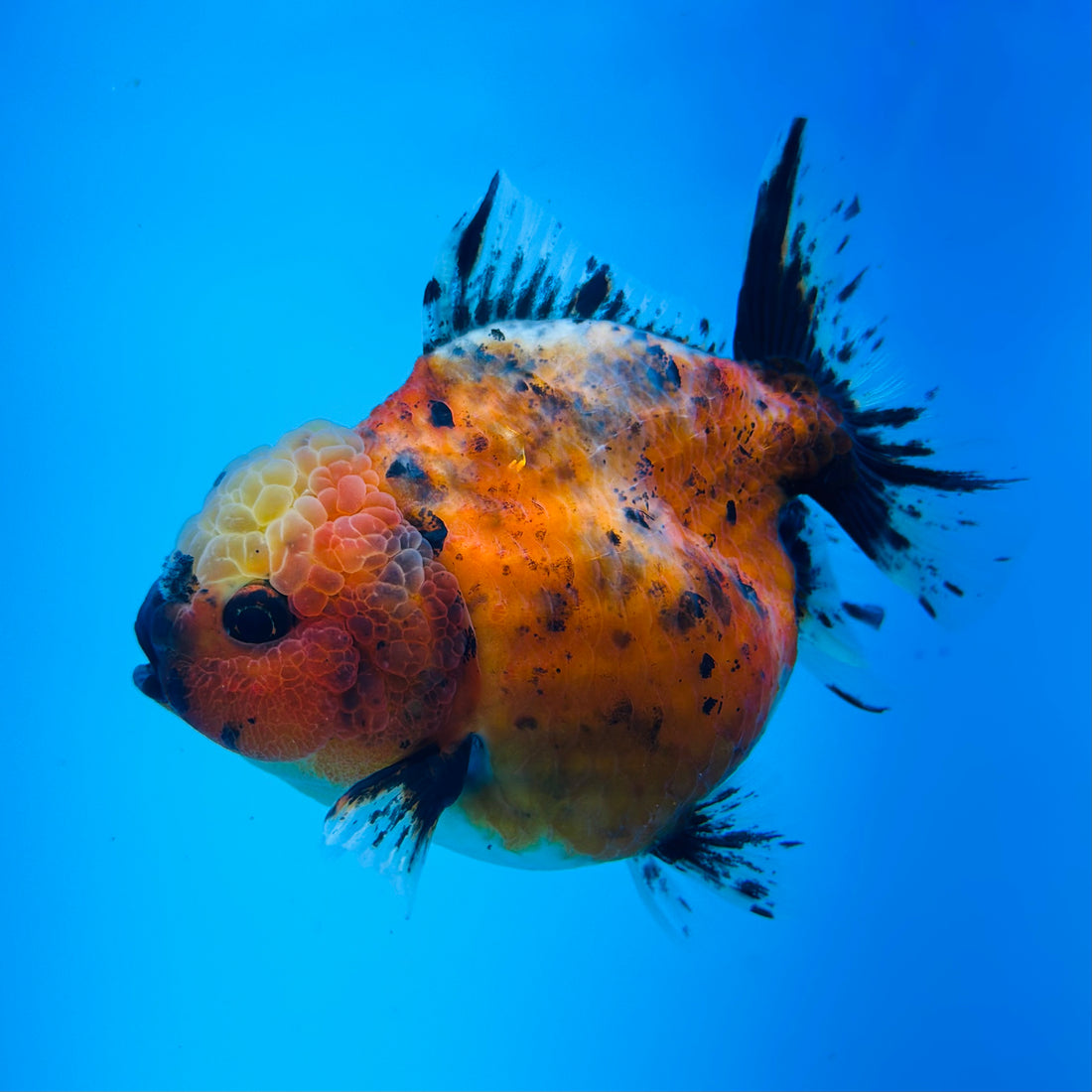 A Quality SHOGUN Godzilla Calico Thai Oranda 2.5'' SELLERS CHOICE (CGF)