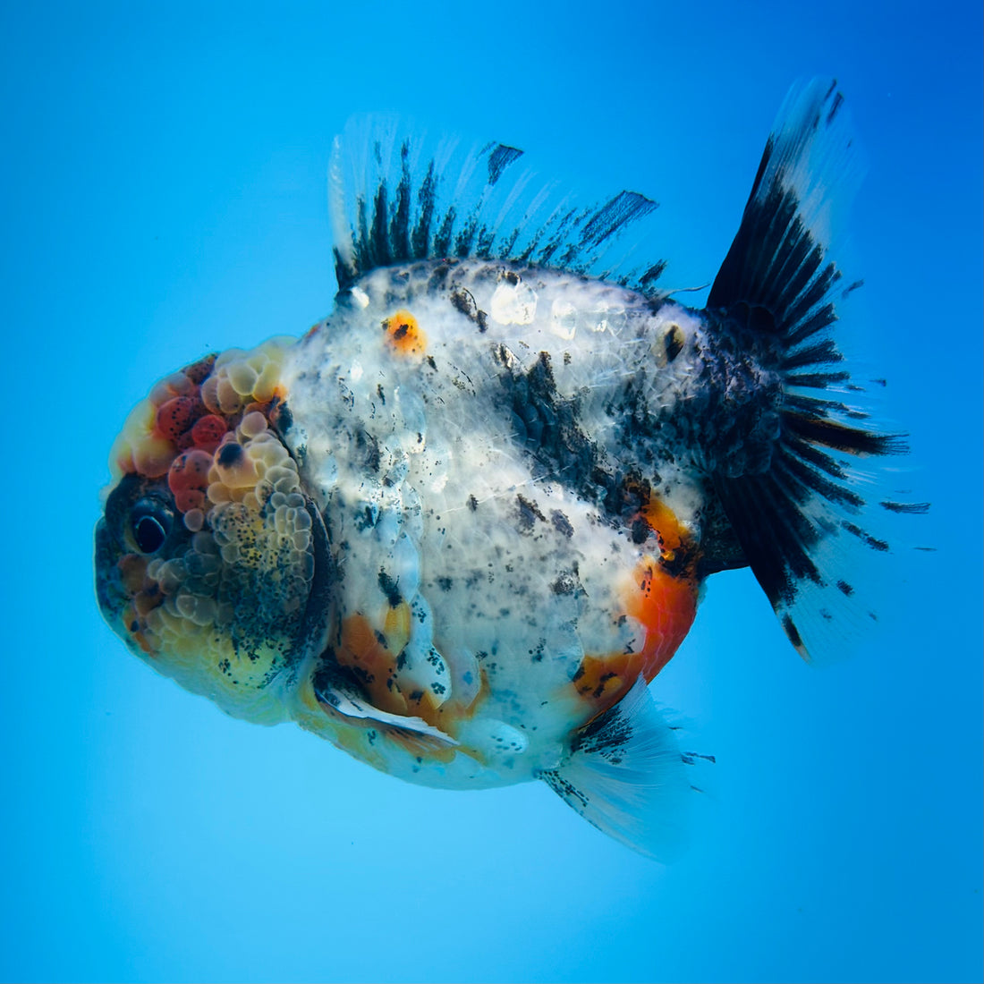 A Quality SHOGUN Godzilla Calico Thai Oranda 2.5'' SELLERS CHOICE (CGF)