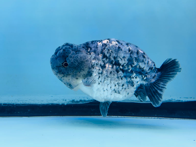 Thai Granite Ranchu 3.50 inch Female (KP-236) R2C07