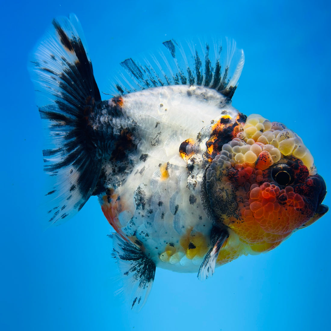 A Quality SHOGUN Godzilla Calico Thai Oranda 2.5'' SELLERS CHOICE (CGF)