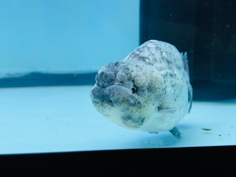 Thai Granite Ranchu 3.50 inch Female (KP-236) R2C07