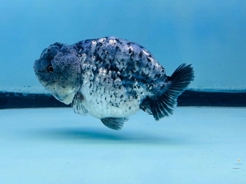 Thai Granite Ranchu 3.50 inch Female (KP-236) R2C07