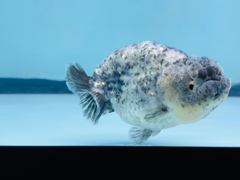 Thai Granite Ranchu 3.50 inch Female (KP-236) R2C07