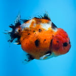 A Quality SHOGUN Godzilla Calico Thai Oranda 2.5'' SELLERS CHOICE (CGF)