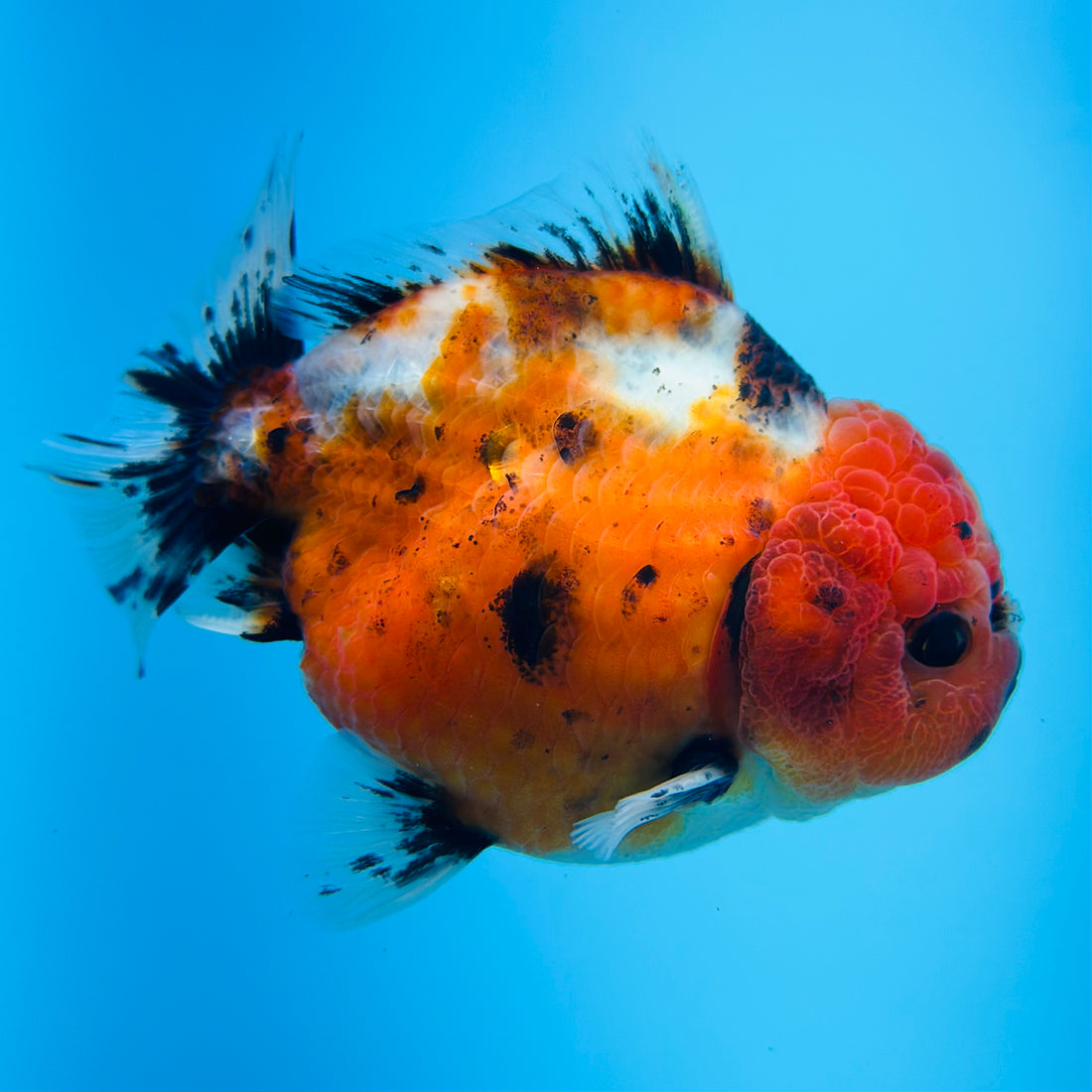 A Quality SHOGUN Godzilla Calico Thai Oranda 2.5'' SELLERS CHOICE (CGF)