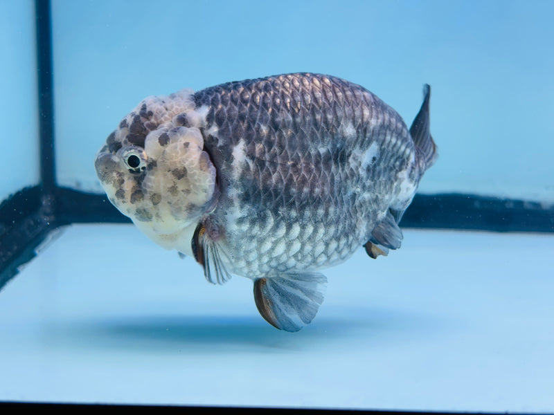 Thai Granite Ranchu 3.50 inch Male (KP-237) R2C07