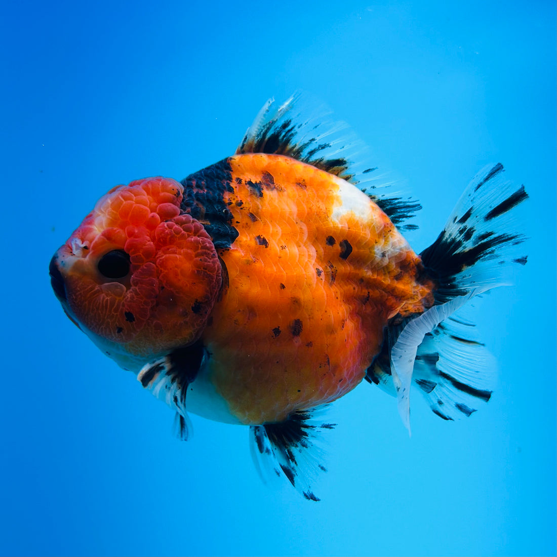A Quality SHOGUN Godzilla Calico Thai Oranda 2.5'' SELLERS CHOICE (CGF)