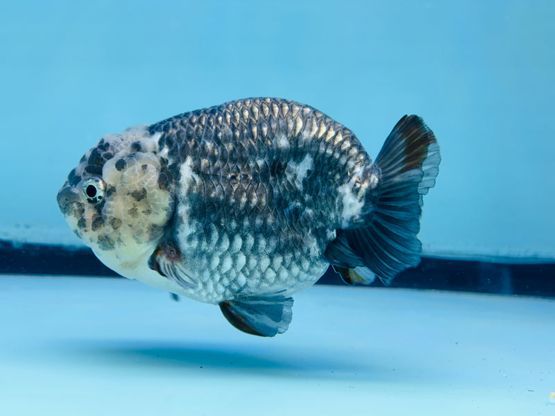 Thai Granite Ranchu 3.50 inch Male (KP-237) R2C07