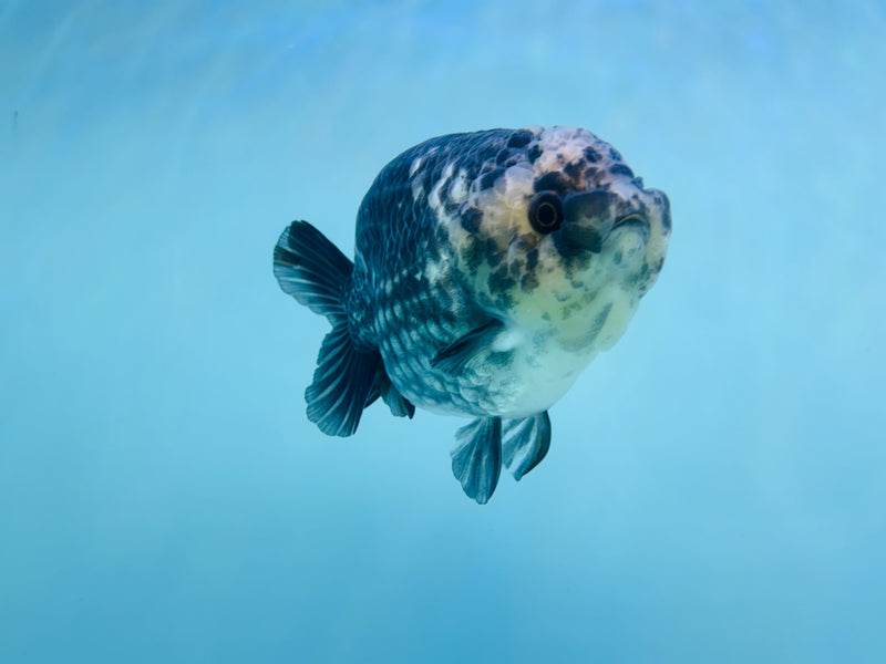 Thai Granite Ranchu 3.50 inch Male (KP-237) R2C07