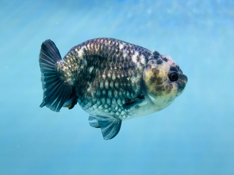 Thai Granite Ranchu 3.50 inch Male (KP-237) R2C07