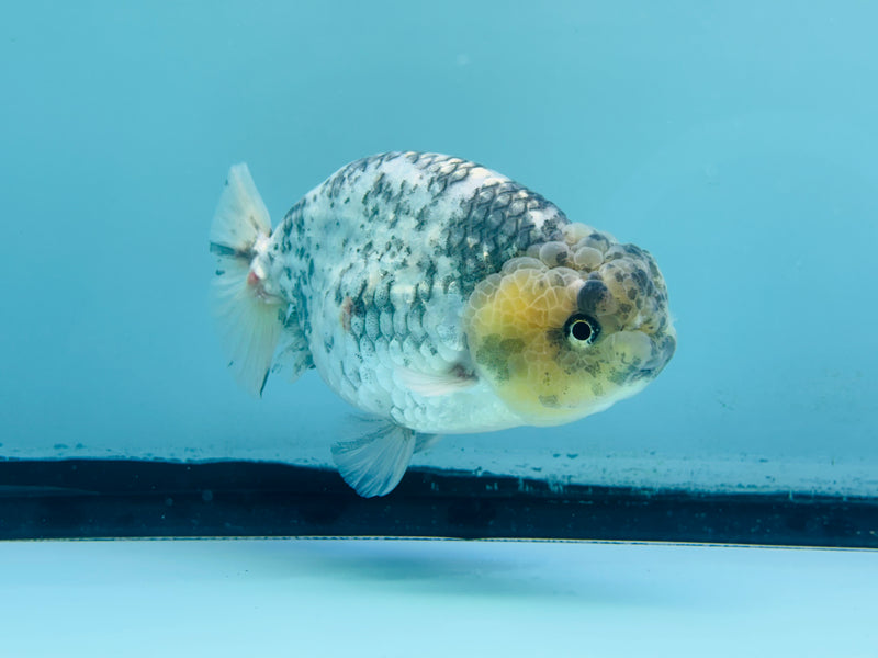 Thai Granite Ranchu 3.50 inch Male (KP-238) R2C07