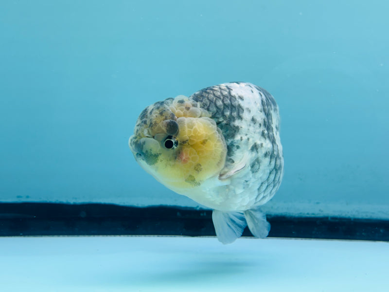 Thai Granite Ranchu 3.50 inch Male (KP-238) R2C07
