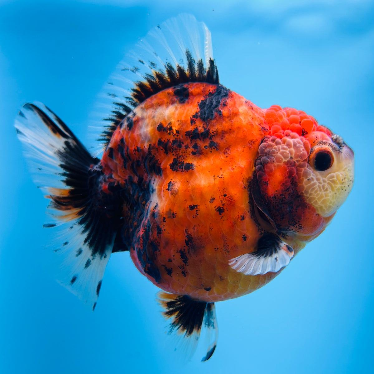 A Quality SHOGUN Godzilla Calico Thai Oranda 2.5'' SELLERS CHOICE (CGF)