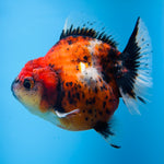 A Quality SHOGUN Godzilla Calico Thai Oranda 2.5'' SELLERS CHOICE (CGF)