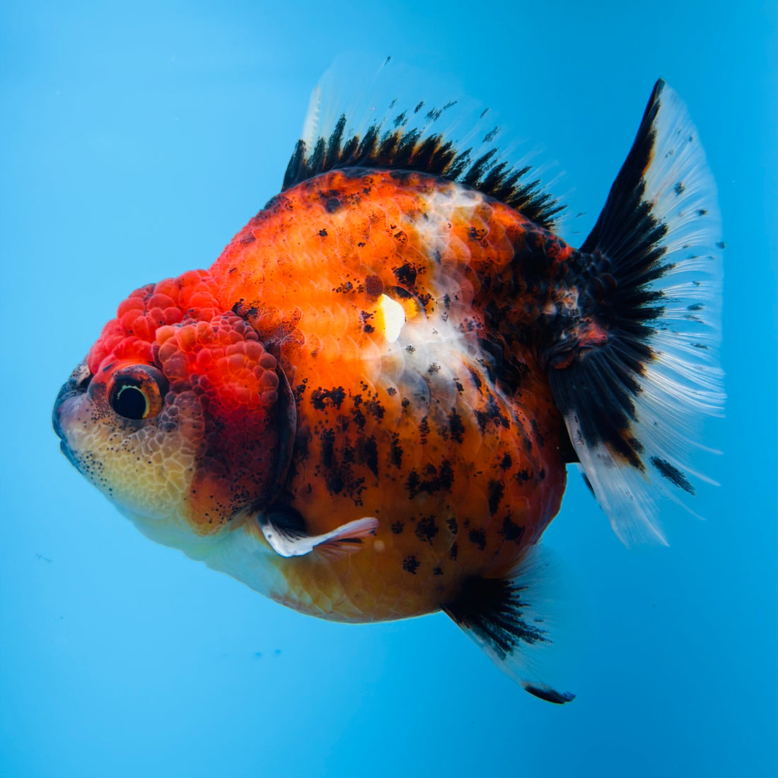 A Quality SHOGUN Godzilla Calico Thai Oranda 2.5'' SELLERS CHOICE (CGF)