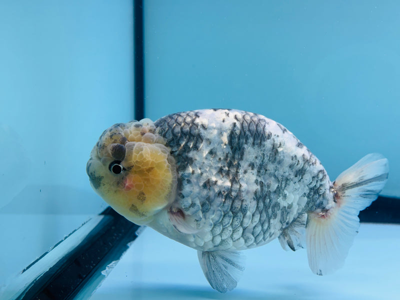 Thai Granite Ranchu 3.50 inch Male (KP-238) R2C07